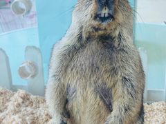 -怪兽屋·羊驼·猫咖·狗咖(俊华广场店)