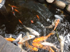 iphone_upload_pic-上海大自然野生昆虫馆