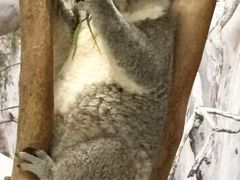 -费瑟代尔野生动物园