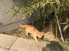 iphone_upload_pic-金陵图书馆