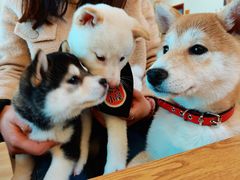 -柴犬小屋·柴餐厅·狗咖食堂(金鼎广场店)