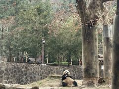 -都江堰中华大熊猫苑