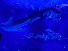 -烟台海昌鲸鲨海洋公园