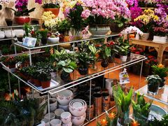 -双季花艺园艺市场(浦东店)