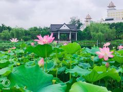 -映月湖公园