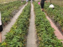 -洪湖家庭农场·团建·露营·会议