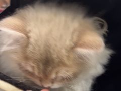 -佳雯宠物医院·皮肤科·内外科(春晓路分院)