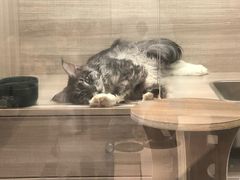 -飞行喵MR PILOT|猫舍·猫咖(静安大融城店)