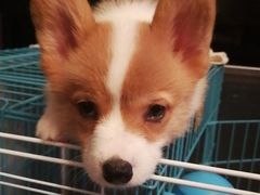 -翊宠yipet猫狗购宠庄园犬舍•猫舍