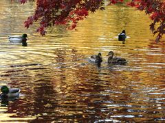 -北海道厅旧本厅舍(旧本庁舎)