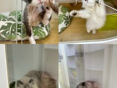 -青奢宠物·青奢猫舍