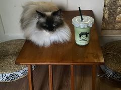-楼上猫咖(罗湖店)