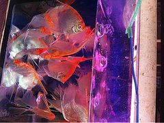 iphone_upload_pic-清平路水族市场