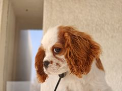 -新桥炸鸡店(新桥大街直营店)