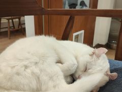 -有猫主题·治愈系猫咖(曾厝垵店)