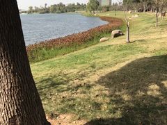 -桐乡凤凰湖