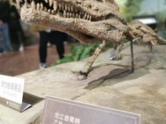 -自贡恐龙博物馆