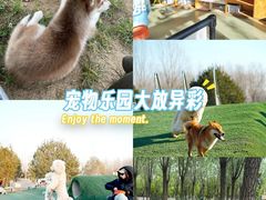 -爪吧宠物乐园 (温榆河示范区店)