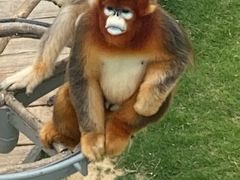 -西霞口神雕山野生动物世界