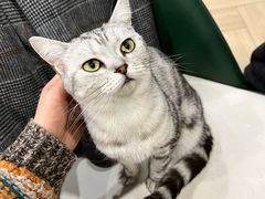 -安格丽娜·狗咖·猫咖羊驼咖(春熙路百盛商场店)