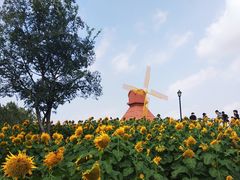 -杭州湾海上花田景区