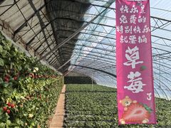 -大自然农场蔬菜草莓采摘园