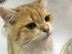-Heymao猫咖.咖啡厅(东门店)