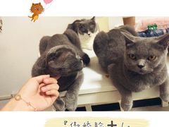 -我爱猫咪·猫咖·狗咖·安哥拉兔·羊驼咖(小寨华旗店)
