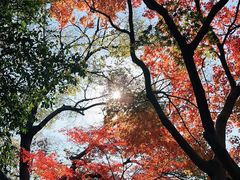 -秋霞圃