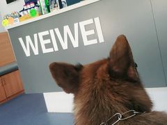 -伟伟宠物医院·CT影像中心·瑞派犬猫综合性门诊(汉口总院)