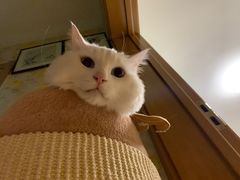 -FAELING PETS美天灵宠物(富力广场店)