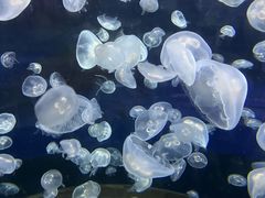 -绿色星球动物主题公园