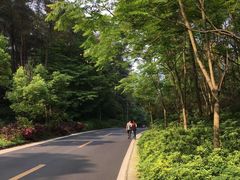 -铁山坪森林公园