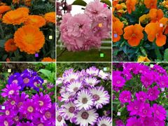 -紫颐香薰山谷景区