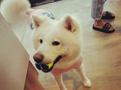 -八公叔叔宠物美容连锁(春申店)