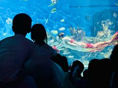 -海合安武汉极地海洋公园