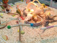 -苏州艺都古玩花鸟市场