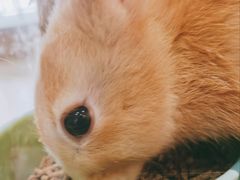 -喵宠乐园·撸猫互动·猫舍