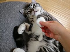 -猫和宫(六道口店)