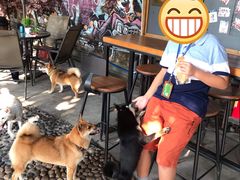 -柴犬高等学院·狗咖·柴犬售卖·宠物训练