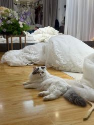 -柏拉图婚纱馆
