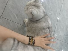 -爱洗澡的猫(望京店)