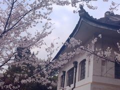-武汉大学-樱园