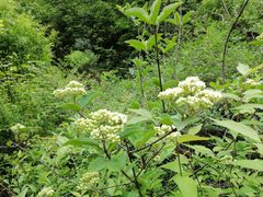 -商洛老君山旅游风景区