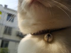 -Dark Horse·黑马蛋糕·低脂·低糖淡奶(金匙望湖大厦店)