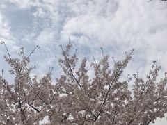 -顾村公园