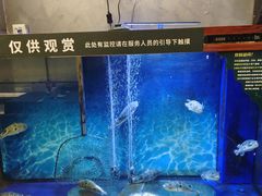-肆月河豚·新淮扬(金融街店)