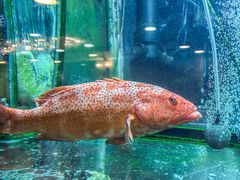 -叙亨轩海鲜火锅