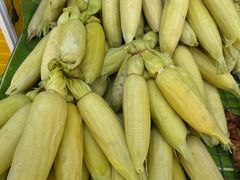 -Dog in Town Ekkamai