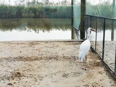 -盐城丹顶鹤湿地生态旅游区